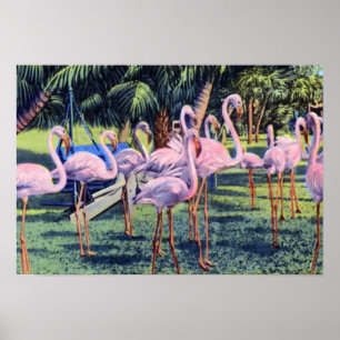 Poster Flamants roses de Miami en Floride dans Hialeah Pa