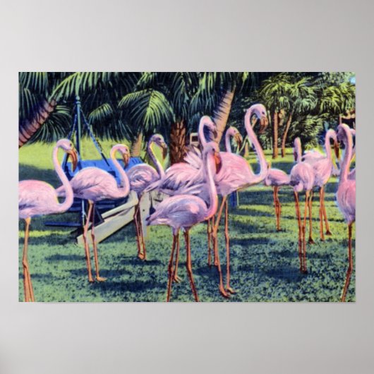 Poster Flamants roses de Miami en Floride dans Hialeah Pa (Devant)
