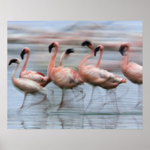 Poster Flamants roses en mouvement, Phoenicopterus