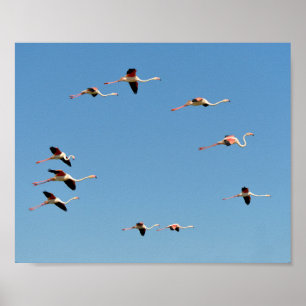 Poster Flamants roses en vol