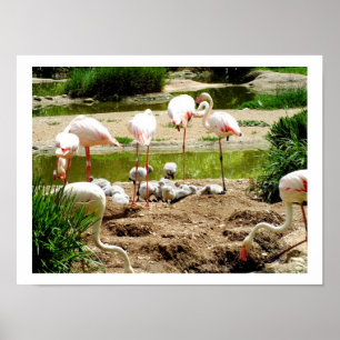 Poster Flamants roses et poussins