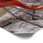 Poster Flamants roses Flamants roses Oiseaux à lames rose (Coin)