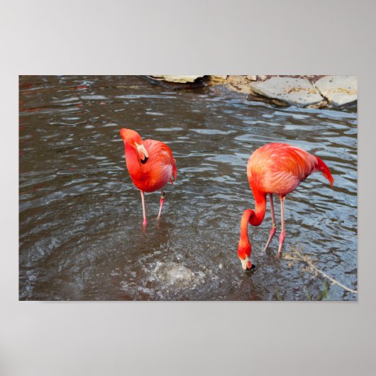 Poster Flamants roses orange (Devant)