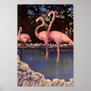 Poster Flamants roses roses, la Floride