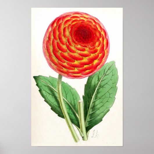 Poster "Flambeau Dahlia" Vintage Illustration (Devant)