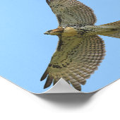 Poster flambée de queue rouge (Coin)