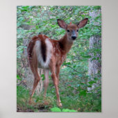 Poster Flambée Fawn (Devant)