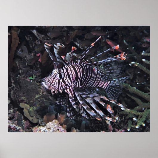 Poster Flambouyant (Devant)