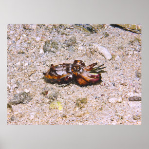 Poster Flambouyant