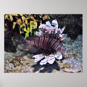 Poster Flambouyant Lionfish en Belize