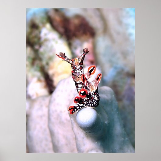 Poster Flambouyant Nudi (Devant)