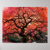 Poster Flaming Gnarly Japanese Maple Tree (Devant)