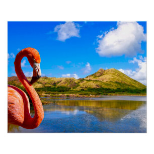 Poster Flamingo des Caraïbes en toile St kitts