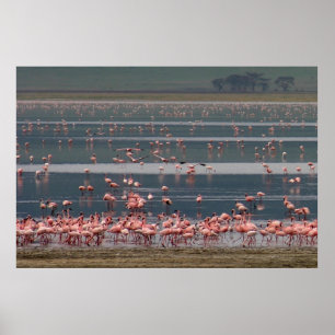 Poster Flamingo Gathering - Print