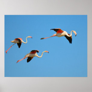 Poster Flamingos in flight