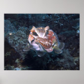 Poster Flash Siphon (Devant)