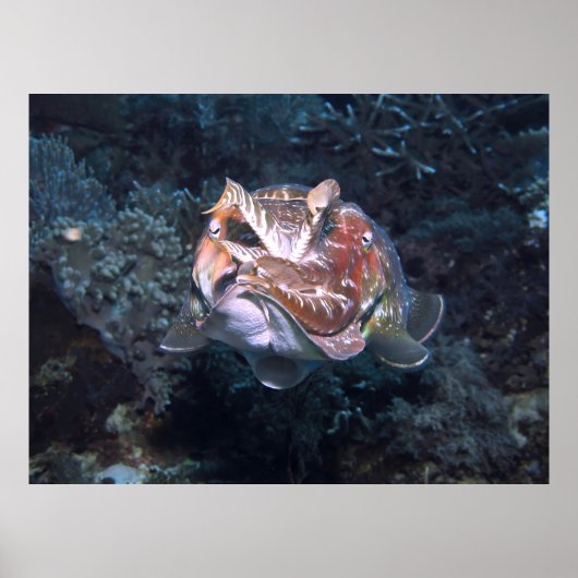 Poster Flash Siphon (Devant)