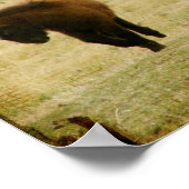 Poster Flashy et le Mini Horse Filly (Coin)