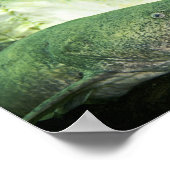 Poster Flathead CatFish (Coin)