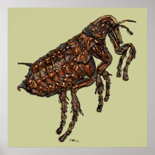 Poster Flea (Devant)