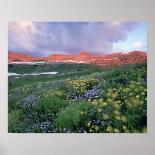 Poster Fleabane mauve (erigeron peregrinus) et Jaune