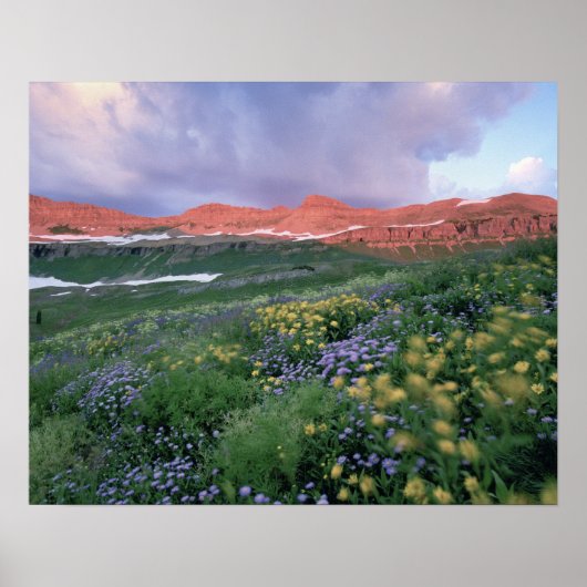 Poster Fleabane pourpre (erigeron peregrinus) et Jaune (Devant)