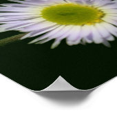 Poster Fleabane sauvage Fleur de marguerite (Coin)