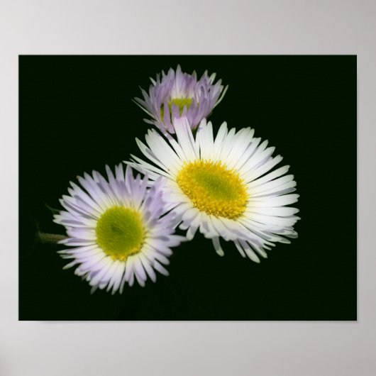 Poster Fleabane sauvage Fleur de marguerite (Devant)