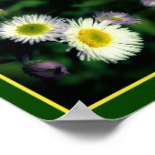 Poster Fleabane sauvage Fleur de marguerite Gros plan Abs (Coin)