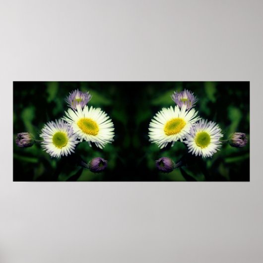 Poster Fleabane sauvage Fleurs de marguerite miroir Abstr (Devant)