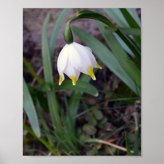 Poster Flèche de neige de printemps Leucojum vernum (Devant)