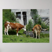 Poster Fleckvieh soif (Devant)