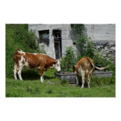 Poster Fleckvieh soif (Devant)