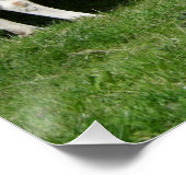 Poster Fleckvieh soif (Coin)