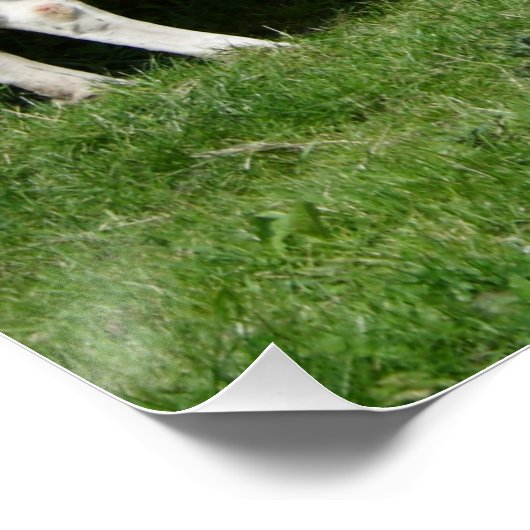 Poster Fleckvieh soif (Coin)