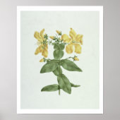 Poster Flétan (Hypericum quartinianum) (w/c (Devant)