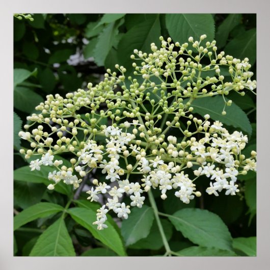 Poster fleur (Devant)