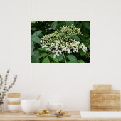 Poster fleur (Cuisine)