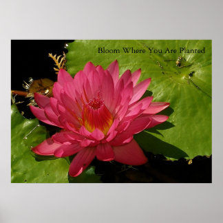 Poster Fleur