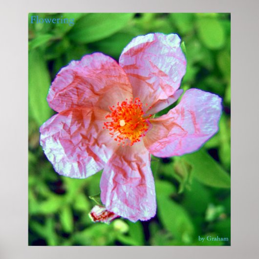 Poster Fleur (Devant)