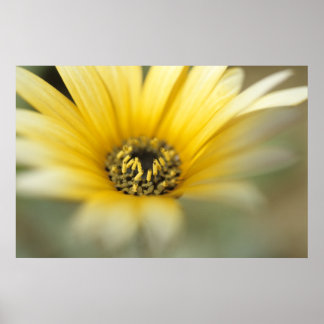Poster Fleur #1 marguerite jaune
