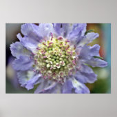 Poster Fleur #3 (Devant)