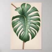 Poster Fleur albo Monstera, belle terre (Devant)