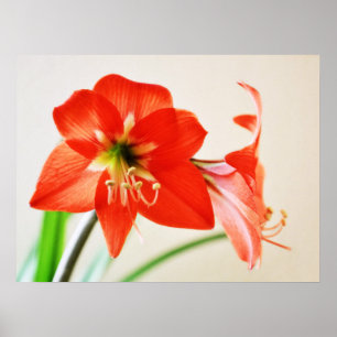 Poster Fleur Amaryllis rouge