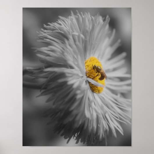 Poster Fleur Avec Couleur Partielle Abeille (Devant)