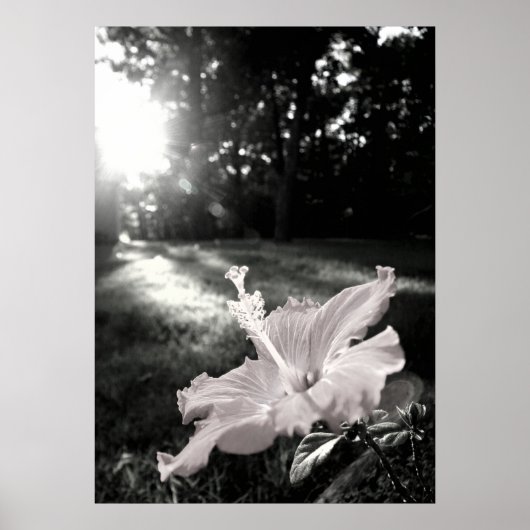Poster Fleur B&W Hibiscus (Devant)