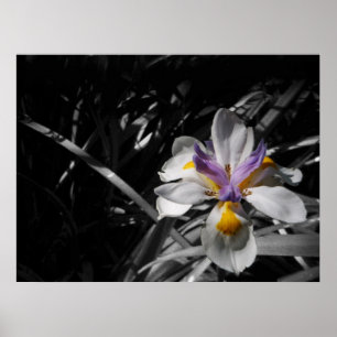 Poster Fleur - blanc jaune pourpre