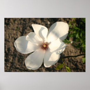 Poster Fleur blanche
