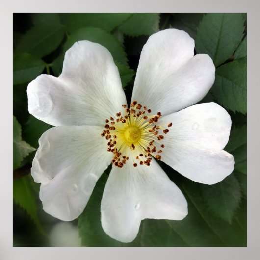 Poster fleur blanche (Devant)