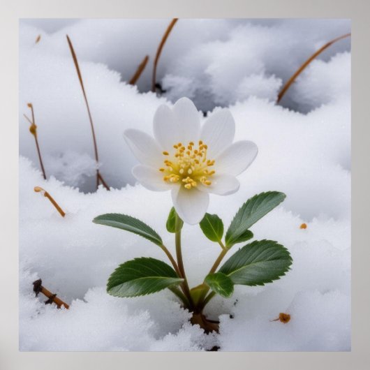 Poster fleur blanche (Devant)